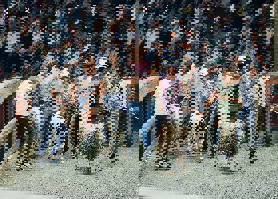 Family Fun Runs Encourage Healthy Living and Community Bonding